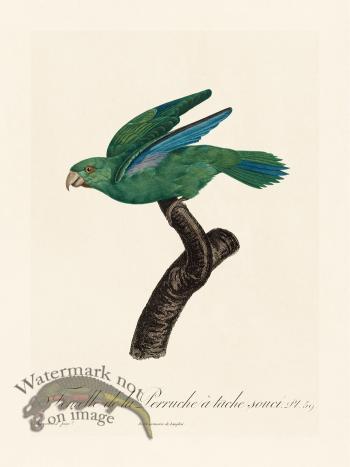 Barraband Parrot 059